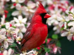 Cardinal 19869
