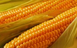 Yellow Corn Hd Wallpapers Free Download