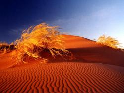 Desert Scenes Photo