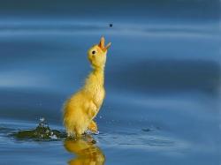 awesome awesome cute baby duck hd wallpapers beautiful duck images
