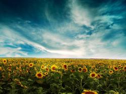 Sunflowers Field, free beautiful wallpaper download for your desktop or laptop.