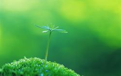 You can make Amazing Green Plant Macro Wallpaper Background For your Desktop Background, Tablet, and Smartphone device for free.