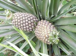 download free pineapple wallpaper fruits desktop background image nature picture