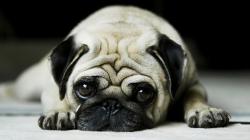beautiful pug dog hd wallpapers top desktop background hd widescreen wallpapers of pug dog free download