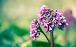 Spring Purple Flowers Macro HD Wallpaper is a awesome hd photography. Free to upload, share the high definition photos. Spring Purple Flowers Macro HD ...
