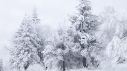 Snowy Trees Wallpaper HD