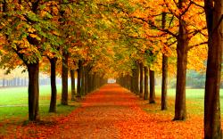 autumn-free-wallpaper-autumn-colors_