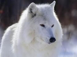 White wolf free wallpaper in free desktop backgrounds category: Wolf-backgrounds.