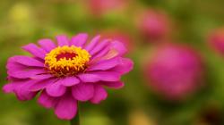 Download the following Free Zinnia Wallpaper 20153 by clicking the orange button positioned underneath the "Download Wallpaper" section.