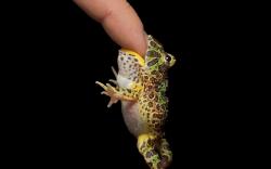 Frog Bite Finger