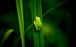 Frog Green Plants Bog