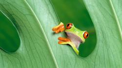 frog grean leaf