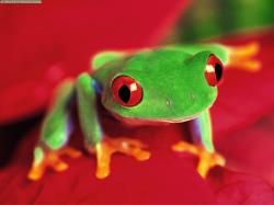 The Red Eye Tree Frog