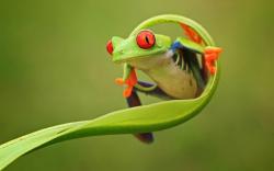 frog-on-leaf
