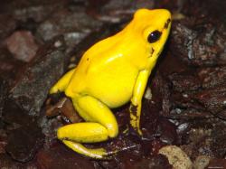 Yellow Frog Amphibious Frogs Golden