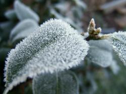 Tips For Saving Cold Damaged Plants ...