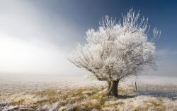 Download: A Frosty Tree HD Wallpaper