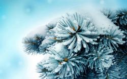 View: Frosty wallpapers and stock photos