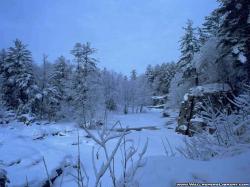 frozen forest, wallpaper, desktop, background, winter, download, nature, image
