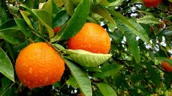 fruits leaves oranges water drops fruit trees wallpaper background
