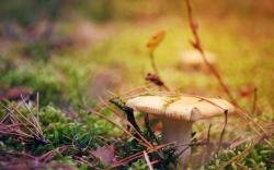 Fungus Macro Autumn Leaves Needles Nature