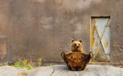 Funny bear pose