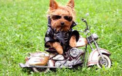 Funny Biker Dog | 2560 x 1600 | Download | Close