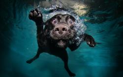 Funny dog diving