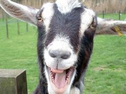 Desktop backgrounds · Backgrounds · Humor | Funny Merry goat joker