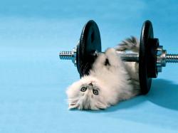 funny-picture-backgrounds-kitten-lifting-weights