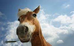 Funny Horse Closeup