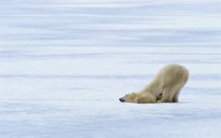 Funny Polar Bear Wallpapers Pictures Photos Images. «