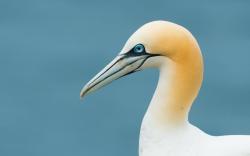 Gannet bird