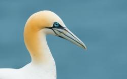 Gannet Seabirds Awesome