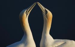 Gannets Seabirds Pair
