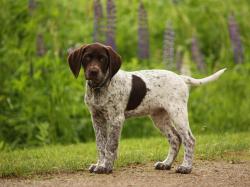 German Shorthaired Pointer Puppies 32183 1600x1200 px