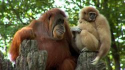Orangutan Loves Gibbon Baby - Cincinnati Zoo
