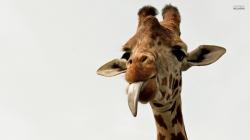 2) The means of feeding used by giraffes is called browsing.