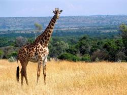 View And Download Giraffe HD Wallpapers ...