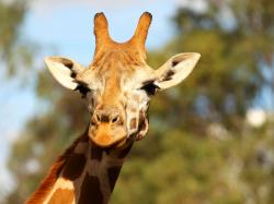 Owner of giraffe killed after hitting head on bridge in South Africa 'could face action' - Africa - World - The Independent