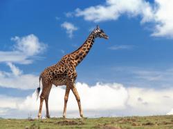 However, it has been extirpated from many parts of its former range, and some subspecies are classified as endangered. Nevertheless, giraffes are still ...
