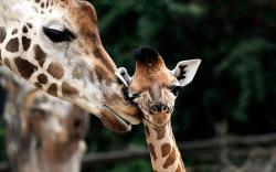 Giraffe Baby Animals