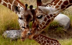 Giraffe Parental Love