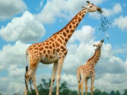 Desktop backgrounds · Backgrounds · 3D-Graphics Family of giraffes