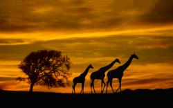 Giraffes silhouette