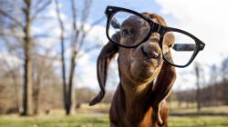 Description: The Wallpaper above is Goat with glasses Wallpaper in Resolution 1920x1080. Choose your Resolution and Download Goat with glasses Wallpaper