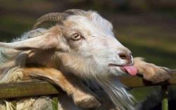 DOWNLOAD: goat tongue face horn free picture 2560 x 1600