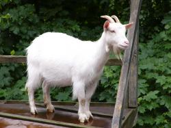 Goat- Photo#08