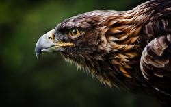 Golden Eagle Beak Profile
