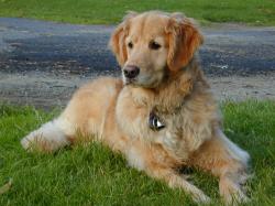 Here's a picture of our dog, Jesse, a very talented and beautiful Golden Retriever